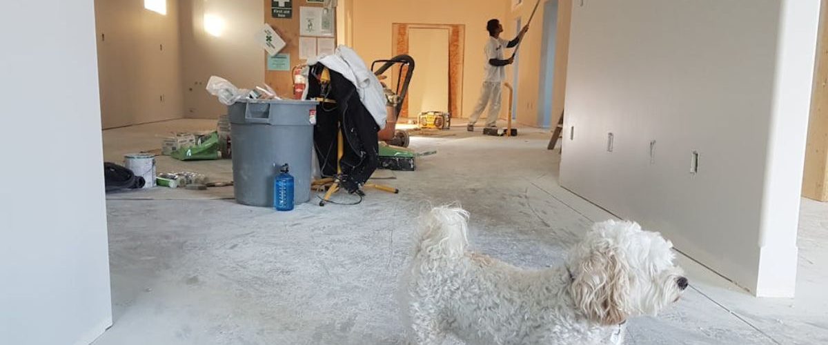 A man, home repairing and remodelling it while a dog strolls in the area