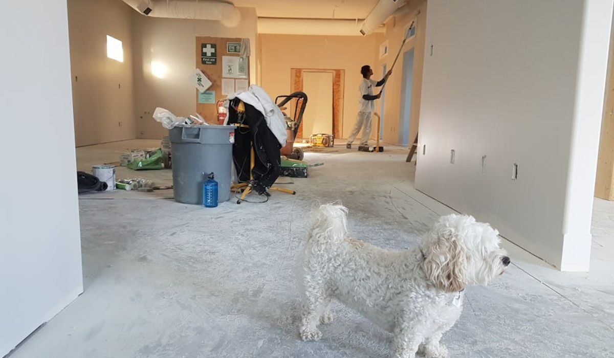 A man, home repairing and remodelling it while a dog strolls in the area